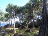 foret de vacoa.jpg